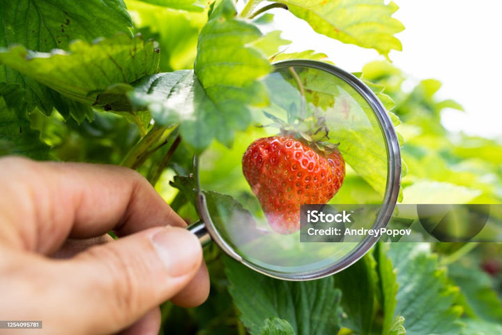 No Food Fraud with Kaslo Sourdough - Part 2